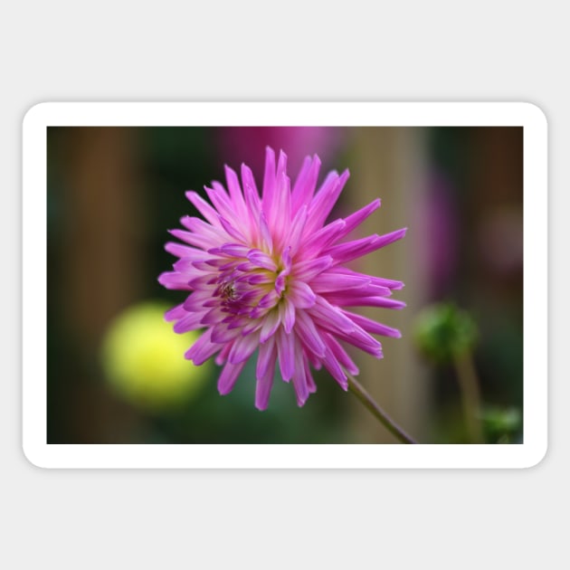 Purple Flower Power Sticker by JohnDalkin